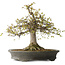 Zelkova serrata, 45 cm, ± 30 Jahre alt, mit einem Nebari von 22 cm und in einem handgefertigten japanischen Topf