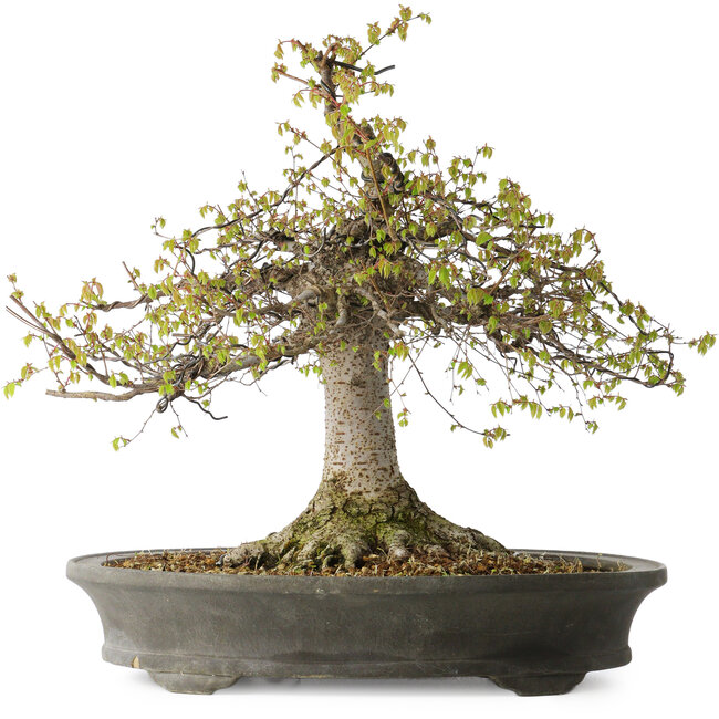 Zelkova serrata, 45 cm, ± 30 ans, avec un nebari de 22 cm et dans un pot japonais fait main