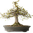 Zelkova serrata, 45 cm, ± 30 Jahre alt, mit einem Nebari von 22 cm und in einem handgefertigten japanischen Topf