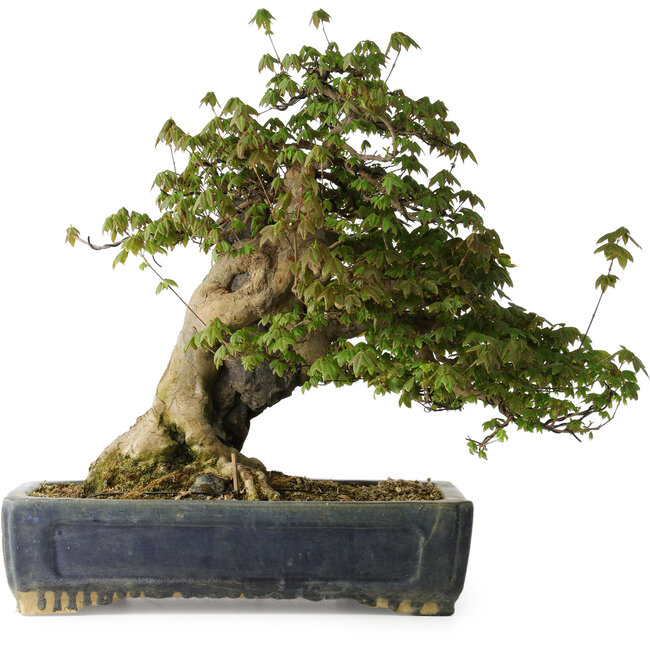 Acer buergerianum, 55 cm, ± 30 Jahre alt, mit einem Nebari von 26 cm und in einem handgefertigten antiken chinesischen Kanto-Topf