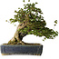 Acer buergerianum, 55 cm, ± 30 years old, with a nebari of 26 cm and in a handmade antique Chinese Kanto pot