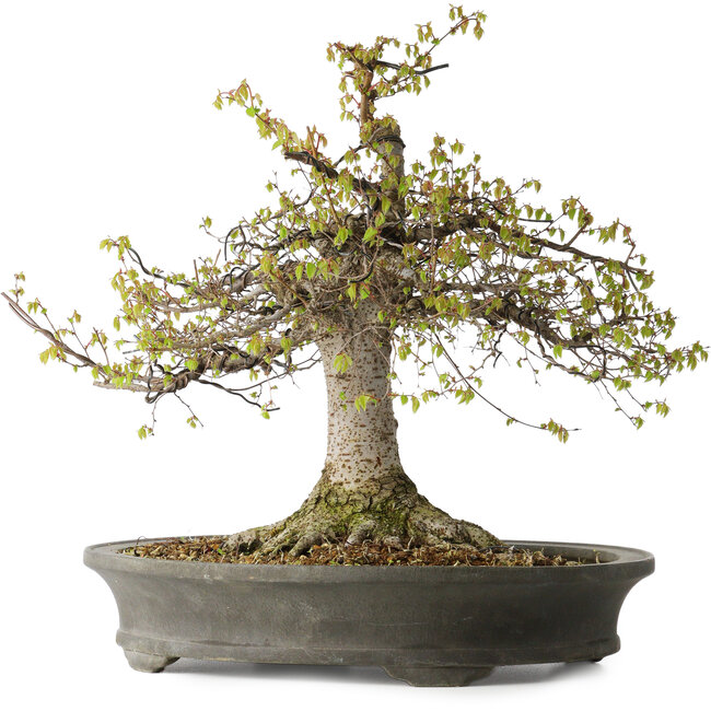 Zelkova serrata, 45 cm, ± 30 years old, with a nebari of 22 cm and in a handmade Japanese pot