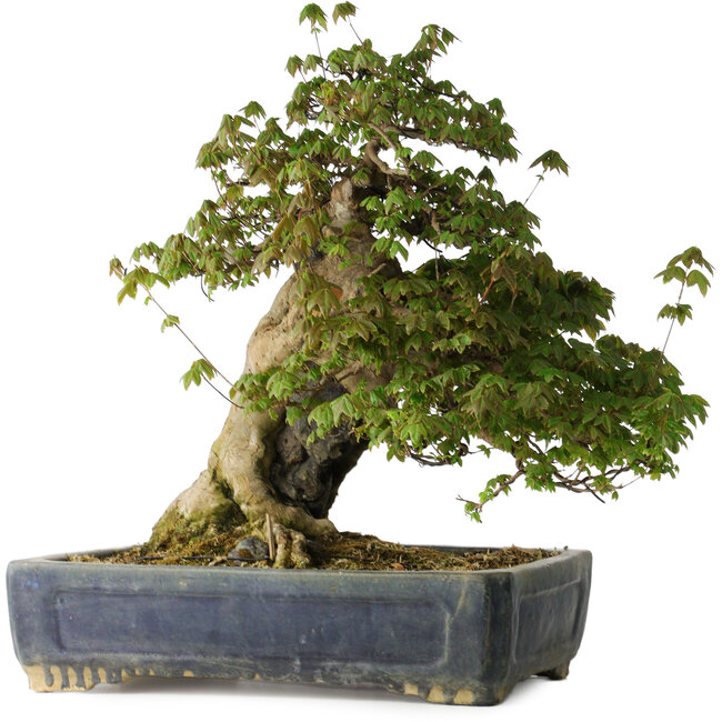 Acer buergerianum, 55 cm, ± 30 anni, con un nebari di 26 cm e in un antico vaso cinese Kanto fatto a mano