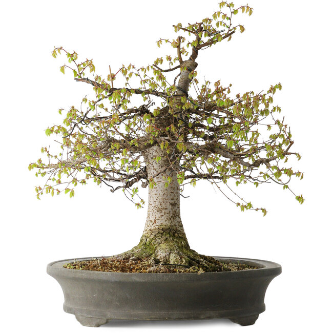 Zelkova serrata, 45 cm, ± 30 jaar oud, met een nebari van 22 cm en in een handgemaakte Japanse pot