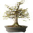 Zelkova serrata, 45 cm, ± 30 Jahre alt, mit einem Nebari von 22 cm und in einem handgefertigten japanischen Topf