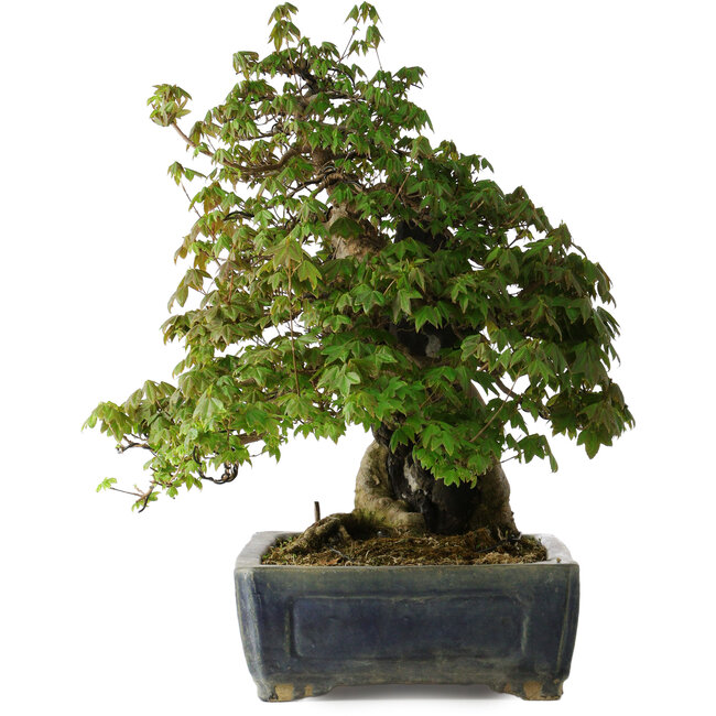 Acer buergerianum, 55 cm, ± 30 anni, con un nebari di 26 cm e in un antico vaso cinese Kanto fatto a mano