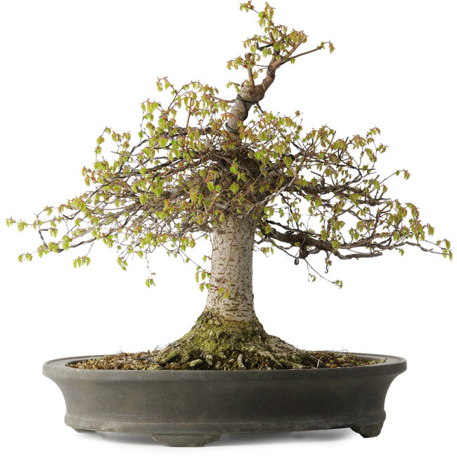 Zelkova serrata, 45 cm, ± 30 jaar oud, met een nebari van 22 cm en in een handgemaakte Japanse pot