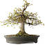 Zelkova serrata, 45 cm, ± 30 Jahre alt, mit einem Nebari von 22 cm und in einem handgefertigten japanischen Topf