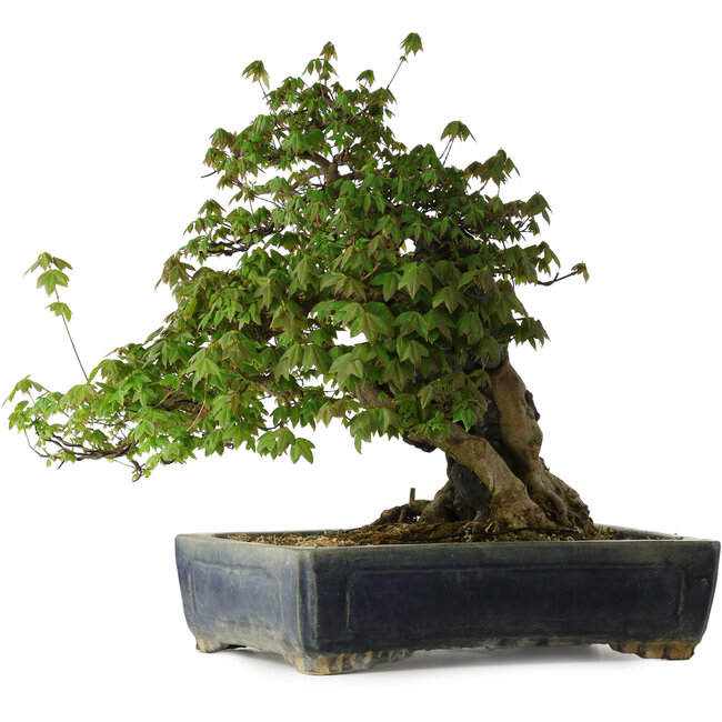 Acer buergerianum, 55 cm, ± 30 ans, avec un nebari de 26 cm et dans un pot chinois antique Kanto fait main