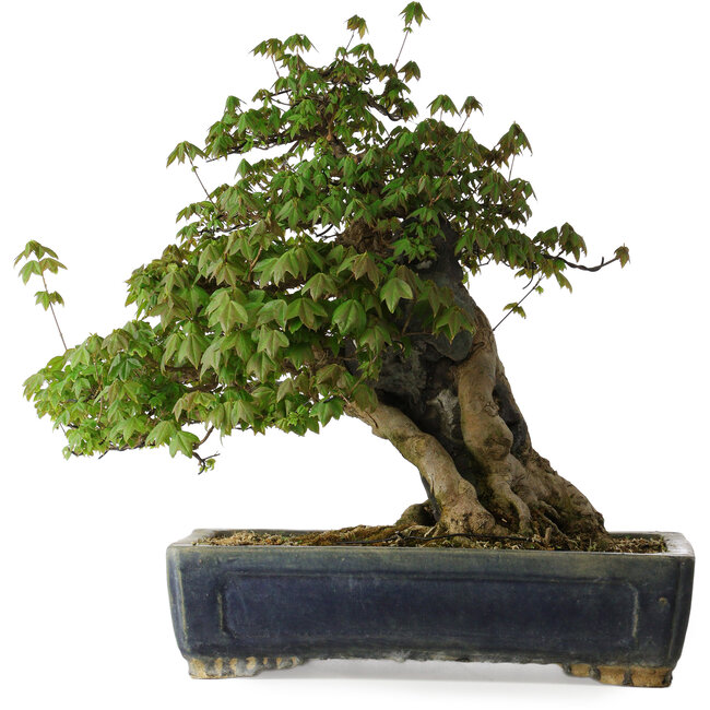 Acer buergerianum, 55 cm, ± 30 Jahre alt, mit einem Nebari von 26 cm und in einem handgefertigten antiken chinesischen Kanto-Topf