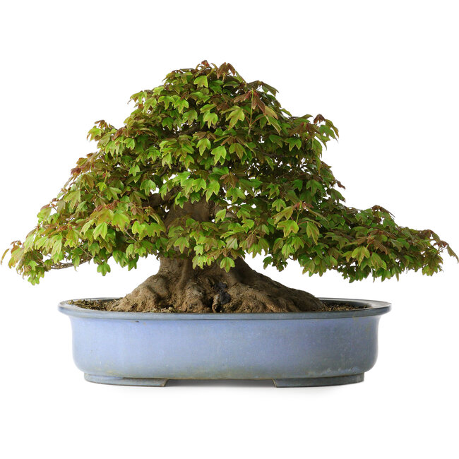 Acer buergerianum, 32 cm, ± 35 years old, with a nebari of 28 cm