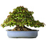 Acer buergerianum, 32 cm, ± 35 jaar oud, met een nebari van 28 cm