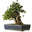 Acer buergerianum, 55 cm, ± 30 years old, with a nebari of 26 cm and in a handmade antique Chinese Kanto pot