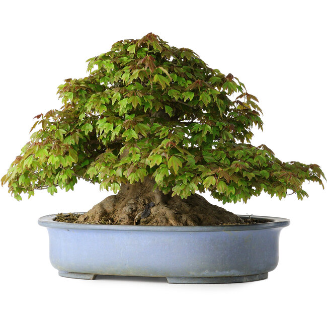 Acer buergerianum, 32 cm, ± 35 jaar oud, met een nebari van 28 cm