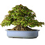 Acer buergerianum, 32 cm, ± 35 jaar oud, met een nebari van 28 cm