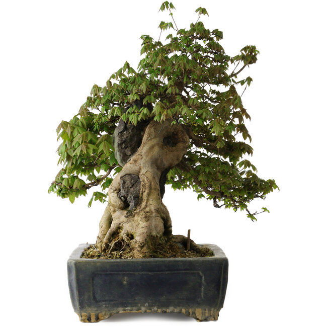 Acer buergerianum, 55 cm, ± 30 jaar oud, met een nebari van 26 cm en in een handgemaakte antieke Chinese Kanto-pot