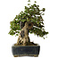 Acer buergerianum, 55 cm, ± 30 years old, with a nebari of 26 cm and in a handmade antique Chinese Kanto pot