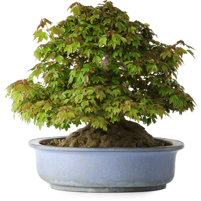 Acer buergerianum, 32 cm, ± 35 years old, with a nebari of 28 cm
