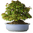 Acer buergerianum, 32 cm, ± 35 years old, with a nebari of 28 cm