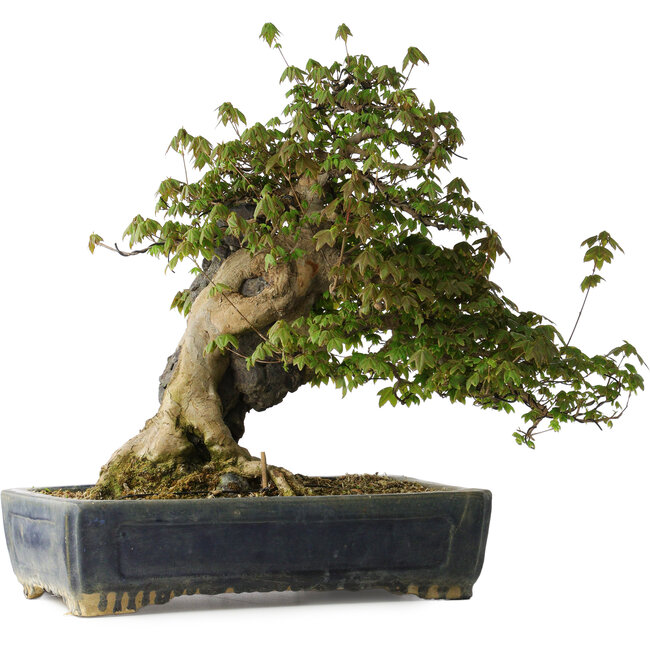 Acer buergerianum, 55 cm, ± 30 ans, avec un nebari de 26 cm et dans un pot chinois antique Kanto fait main
