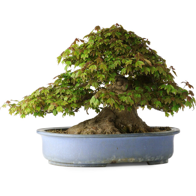 Acer buergerianum, 32 cm, ± 35 anni, con un nebari di 28 cm