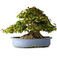 Acer buergerianum, 32 cm, ± 35 jaar oud, met een nebari van 28 cm