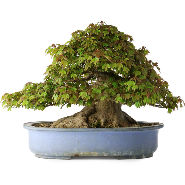 Acer buergerianum, 32 cm, ± 35 jaar oud, met een nebari van 28 cm