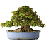 Acer buergerianum, 32 cm, ± 35 jaar oud, met een nebari van 28 cm