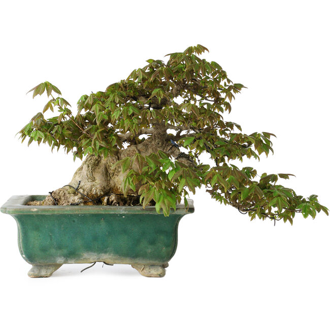 Acer buergerianum, 24 cm, ± 30 Jahre alt, mit einem Nebari von 15 cm und in einem zerbrochenen handgefertigten japanischen Topf