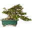 Acer buergerianum, 24 cm, ± 30 Jahre alt, mit einem Nebari von 15 cm und in einem zerbrochenen handgefertigten japanischen Topf