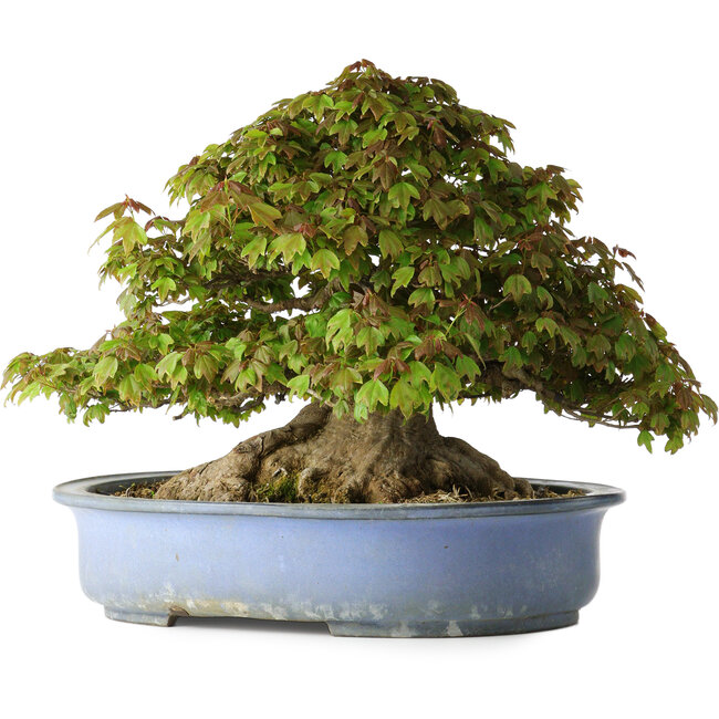 Acer buergerianum, 32 cm, ± 35 Jahre alt, mit einem Nebari von 28 cm