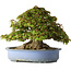 Acer buergerianum, 32 cm, ± 35 jaar oud, met een nebari van 28 cm