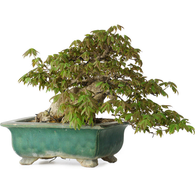 Acer buergerianum, 24 cm, ± 30 ans, avec un nebari de 15 cm et dans un pot japonais artisanal cassé