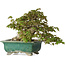 Acer buergerianum, 24 cm, ± 30 anni, con un nebari di 15 cm e in un vaso giapponese rotto fatto a mano