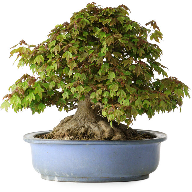 Acer buergerianum, 32 cm, ± 35 jaar oud, met een nebari van 28 cm