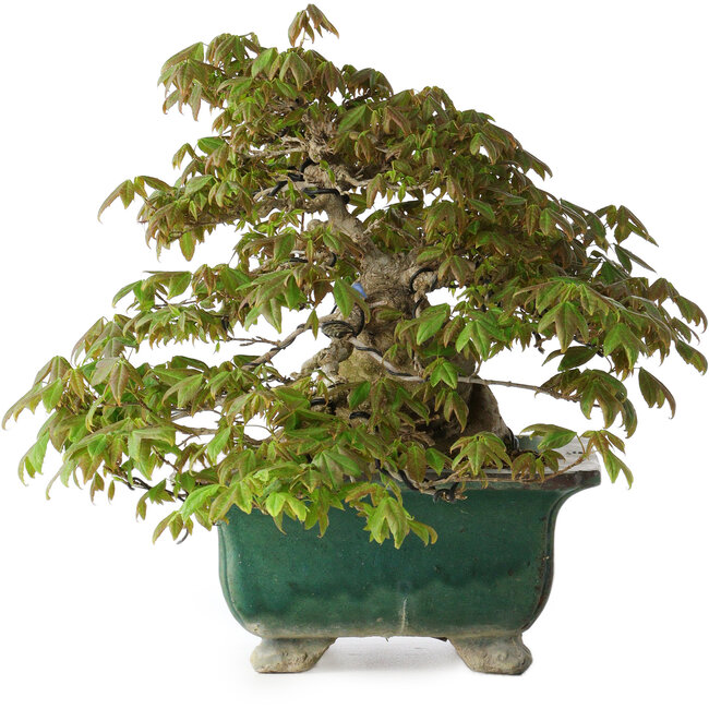 Acer buergerianum, 24 cm, ± 30 ans, avec un nebari de 15 cm et dans un pot japonais artisanal cassé