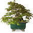 Acer buergerianum, 24 cm, ± 30 anni, con un nebari di 15 cm e in un vaso giapponese rotto fatto a mano