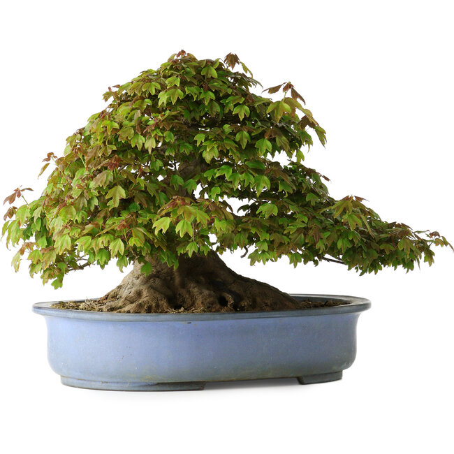 Acer buergerianum, 32 cm, ± 35 Jahre alt, mit einem Nebari von 28 cm
