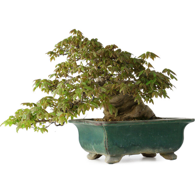 Acer buergerianum, 24 cm, ± 30 ans, avec un nebari de 15 cm et dans un pot japonais artisanal cassé