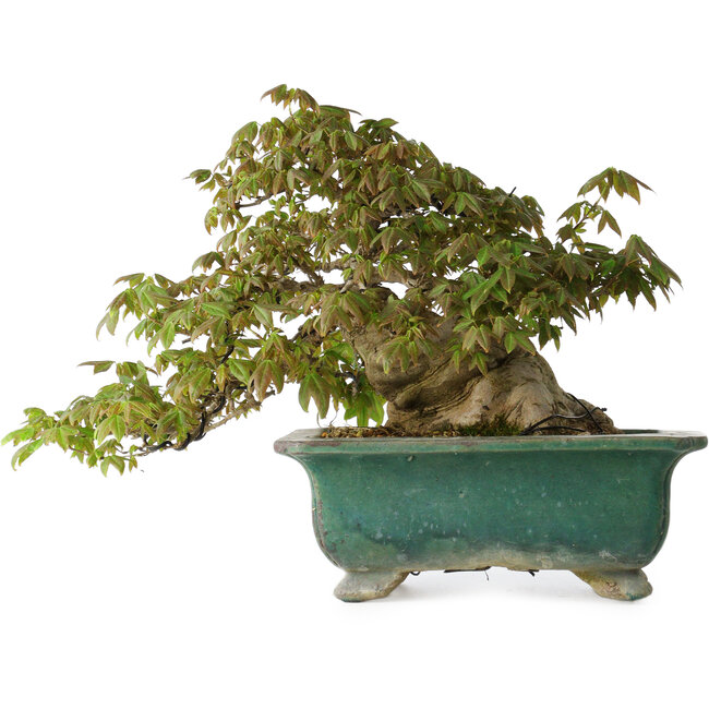 Acer buergerianum, 24 cm, ± 30 years old, with a nebari of 15 cm and in a broken handmade Japanese pot