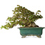 Acer buergerianum, 24 cm, ± 30 years old, with a nebari of 15 cm and in a broken handmade Japanese pot