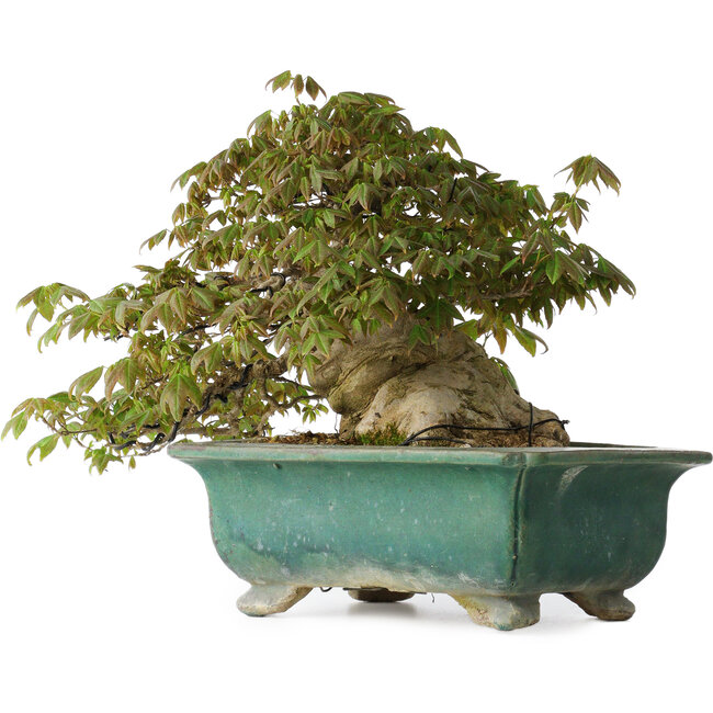 Acer buergerianum, 24 cm, ± 30 jaar oud, met een nebari van 15 cm en in een gebroken handgemaakte Japanse pot