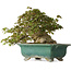 Acer buergerianum, 24 cm, ± 30 years old, with a nebari of 15 cm and in a broken handmade Japanese pot