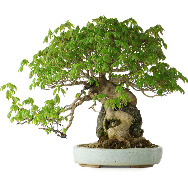 Acer buergerianum, 35 cm, ± 30 years old, with a nebari of 10 cm and in a handmade Japanese pot by Heian Kosen