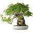 Acer buergerianum, 35 cm, ± 30 years old, with a nebari of 10 cm and in a handmade Japanese pot by Heian Kosen