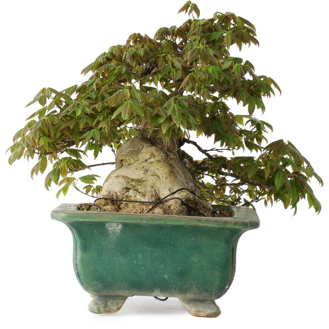 Acer buergerianum, 24 cm, ± 30 ans, avec un nebari de 15 cm et dans un pot japonais artisanal cassé
