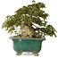 Acer buergerianum, 24 cm, ± 30 Jahre alt, mit einem Nebari von 15 cm und in einem zerbrochenen handgefertigten japanischen Topf