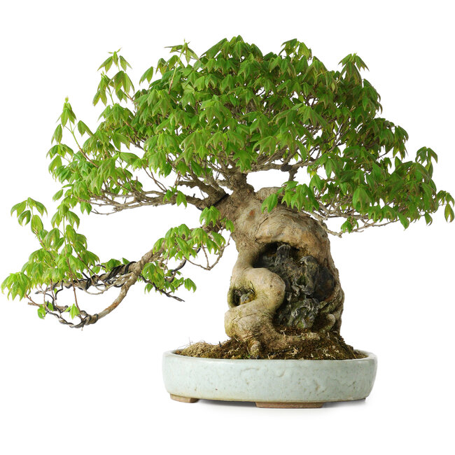 Acer buergerianum, 35 cm, ± 30 ans, avec un nebari de 10 cm et dans un pot japonais fait main par Heian Kosen