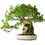 Acer buergerianum, 35 cm, ± 30 años, con un nebari de 10 cm y en una maceta japonesa hecha a mano por Heian Kosen