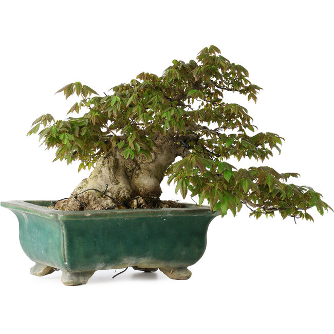 Acer buergerianum, 24 cm, ± 30 jaar oud, met een nebari van 15 cm en in een gebroken handgemaakte Japanse pot